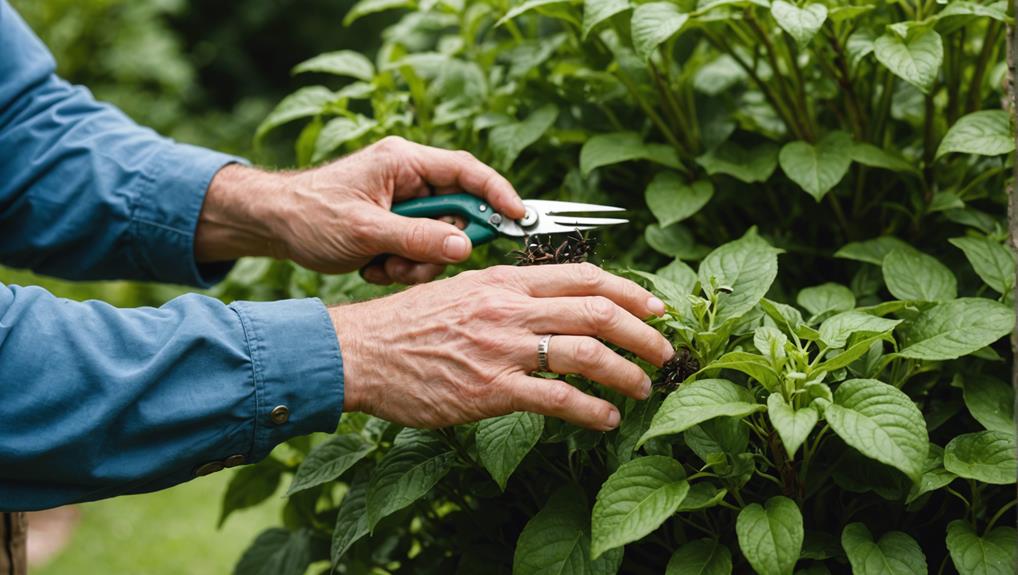 trimming for healthy growth